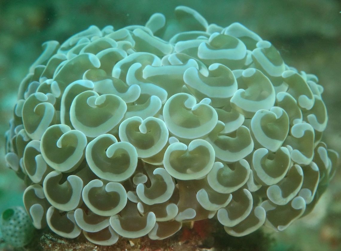 Anchor Corals/Hammer Corals This are a colony of Anchor Corals - Euphyllia ancora, named due to its shape.<br />
<br />
Updated ID : Fimbriaphyllia ancora Anchor Corals,Anilao,Euphyllia ancora,Fall,Fimbriaphyllia ancora,Geotagged,Hammer Corals,Philippines