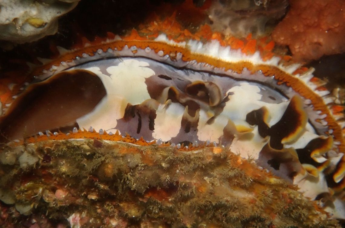 Giant Thorny Oyster - Spondylus varius Giant Thorny Oyster, usually seen in overhangs. Anilao,Fall,Geotagged,Giant Thorny Oyster,Oyster,Philippines,Spondylus varius
