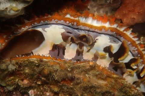 Giant Thorny Oyster - Spondylus varius Giant Thorny Oyster, usually seen in overhangs. Anilao,Fall,Geotagged,Giant Thorny Oyster,Oyster,Philippines,Spondylus varius