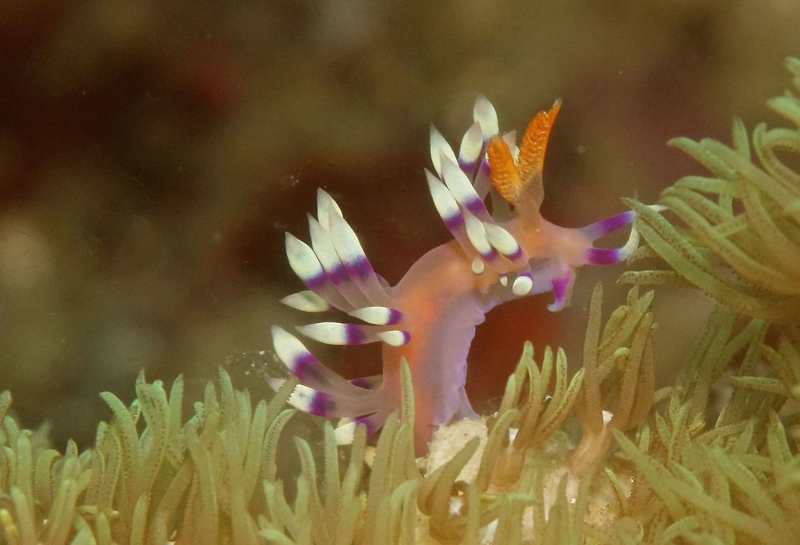 Desirable Flabellina - Coryphellina exoptata Small Desirable Nudibranch - Coryphellina exoptata Anilao,Coryphellina exoptata,Desirable flabellina,Fall,Geotagged,Nudibranch,Philippines