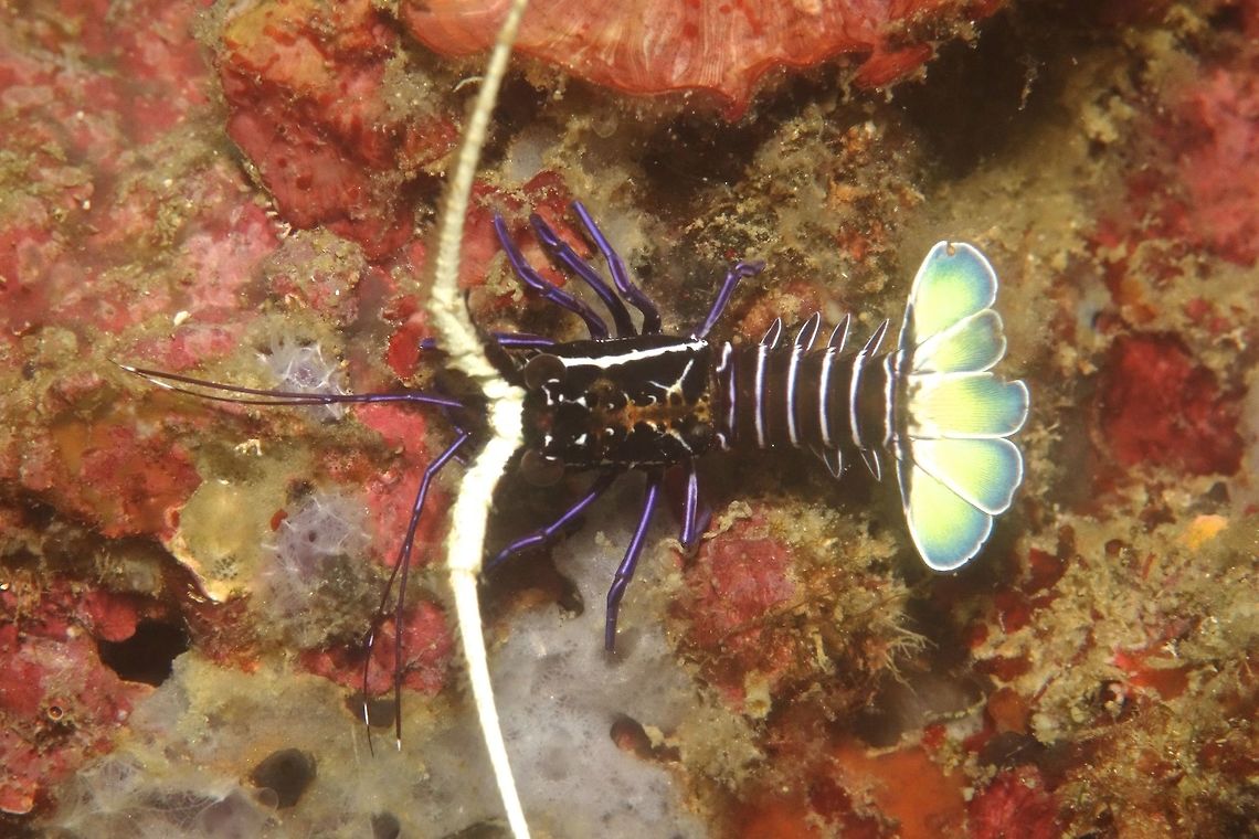 Spiny Lobster This is a juvenile Spiny Lobster.<br />
Their colouration is very bright with fan-like tails. Anilao,Blue Spiny Lobster,Fall,Geotagged,Lobster,Panulirus versicolor,Philippines,Spiny Lobster