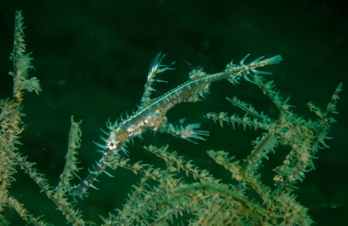 Harlequin Ghostpipefish The Harlequin Ghostpipefish - Solenostomus paradoxus are also known as Ornate Ghostpipefish.<br />
This picture is of a juvenile, hanging out among Black Corals, where they can be well camouflaged with.<br />
It is also common to see them in pairs, and mostly near to or around Crinoids, Feather Starts and Black Corals where they can easily blend in.<br />
They also comes in variety of colours - Black, White, Yellow, Orange, Grey, Brown usually in combination of colours. Anilao,Fall,Geotagged,Harlequin ghost pipefish,Philippines,Solenostomus paradoxus