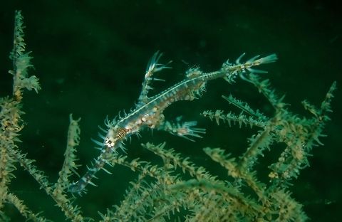 Harlequin Ghostpipefish The Harlequin Ghostpipefish - Solenostomus paradoxus are also known as Ornate Ghostpipefish.
This picture is of a juvenile, hanging out among Black Corals, where they can be well camouflaged with.
It is also common to see them in pairs, and mostly near to or around Crinoids, Feather Starts and Black Corals where they can easily blend in.
They also comes in variety of colours - Black, White, Yellow, Orange, Grey, Brown usually in combination of colours. Anilao,Fall,Geotagged,Harlequin ghost pipefish,Philippines,Solenostomus paradoxus