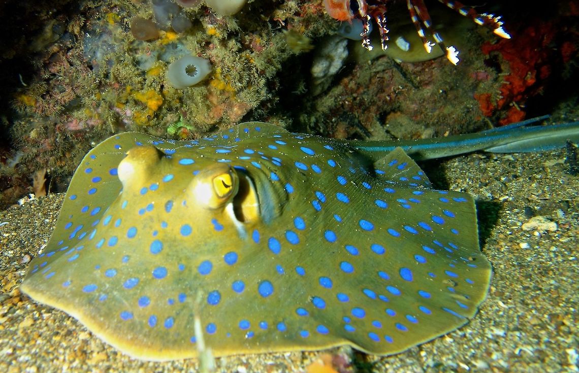 Blue Spotted Ribbontail Stingray - Taeniura lymma Blue Spotted Ribbontail Stingray - Taeniura lymma is sometimes confused with the other Blue-Spotted Stingray (Neotrygon kuhlii). Taeniura lymma is more roundish in shaped and more pronounced blue spots and as its name of Ribbontail implies, there are blue stripes running along its tail/whip.<br />
<br />
Although they are shy and usually found under rocks or ledges and tends to swim away from divers, they can still cause serious injuries to humans from their venomous spines on their tails. Anilao,Fall,Geotagged,Philippines,Taeniura lymma,bluespotted ribbontail ray