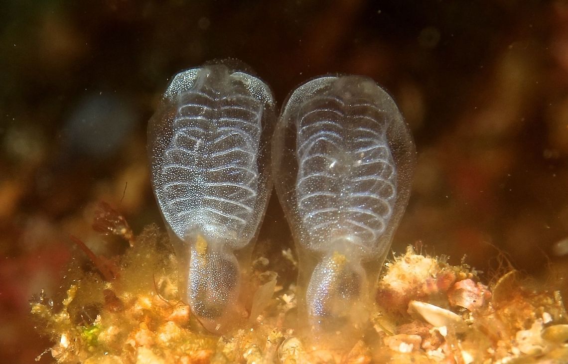 Tunicates This 2 Tunicates are small in size, less than 1 cm in height.<br />
Usually, they are found in a cluster or colony.<br />
This one is translucent in colour with specks of whites.<br />
<br />
They are marine filter feeders with a water-filled, sac-like body structure and two tubular openings, known as siphons, through which they draw in and expel water. During their respiration and feeding, they take in water through the incurrent (or inhalant) siphon and expel the filtered water through the excurrent (or exhalant) siphon. Most adult tunicates are sessile and are permanently attached to rocks or other hard surfaces on the ocean floor; others, such as salps, doliolids and pyrosomes, swim in the pelagic zone of the sea as adults. Various species are commonly known as sea squirts, sea pork, sea livers, or sea tulips. Anilao,Geotagged,Philippines,Tunicates,Winter