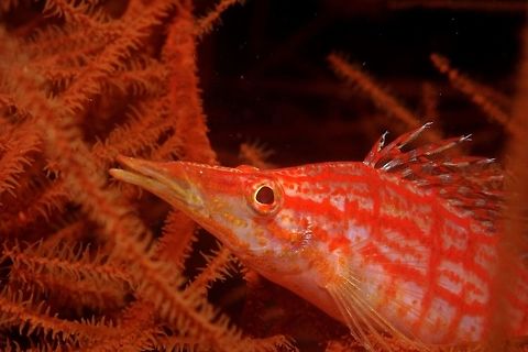 Longnose Hawkfish Although they are called Longnose Hawkfish - Oxycirrhites typus, its actually the longish or pointed snout of the mouth and not the nose. Anilao,Geotagged,Longnose Hawkfish,Oxycirrhites typus,Philippines,Winter