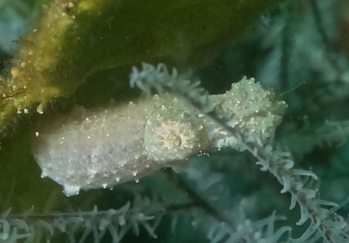 Crinoid Cuttlefish - Sepia sp Crinoid Cuttlefish are from the genus Sepia. They are very small in size, up to 4 cm and are sometimes mistaken as the juveniles of Cuttlefish, which they are not.  Anilao,Crinoid Cuttlefish,Cuttlefish,Fall,Geotagged,Philippines,Sepia sp
