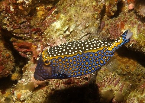 Spotted Boxfish - Ostracion meleagris Squarish shaped like a box, this Spotted Boxfish - Ostracion meleagris is black on the flattened top with white spots.  Both its sides are blue in colour with yellow spots. Anilao,Boxfish,Fish,Geotagged,Ostracion meleagris,Philippines,White-spotted boxfish,Winter