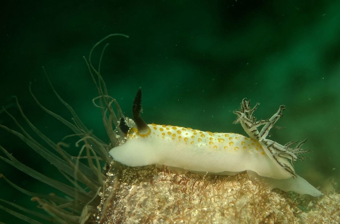 Nudibranch This Taringa halgerda Nudibranch is white/cream in colour with yellow spots on its back and black coloured rhinopores. Anilao,Geotagged,Nudibranch,Philippines,Taringa halgerda,Winter