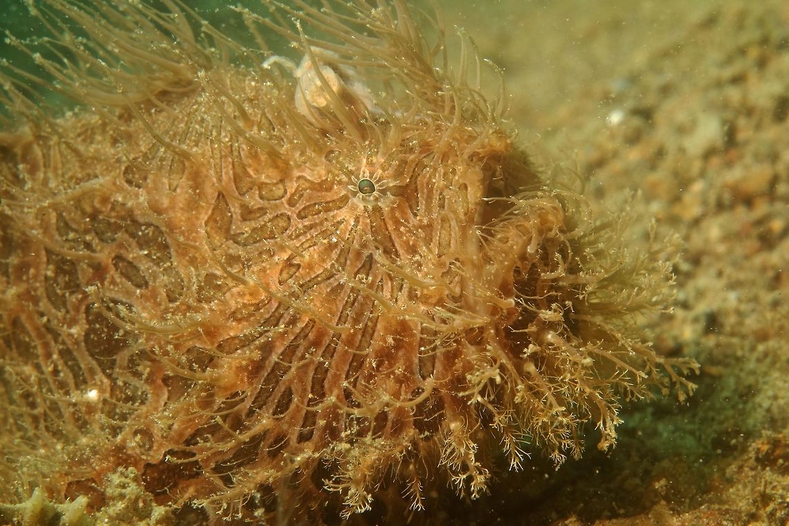 Hairy Frogfish - Antennarius striatus Hairy Frogfish - Antennarius striatus got its name for the &#039;hairy&#039; like appendages that can be found on the body of this Frogfish.  They can be found in variety of colours of Black, Brown and Whitish/Grey.<br />
Frogfishes are ambush predators, they just sit and wait for their prey to pass by them and then they pounce on their prey and swallow them whole.  They can also uses the &#039;lure&#039; on top of its head, by flicking it to attract smaller fishes and prey to them. Anilao,Antennarius striatus,Frogfish,Geotagged,Hairy Frogfish,Philippines,Striated frogfish,Winter