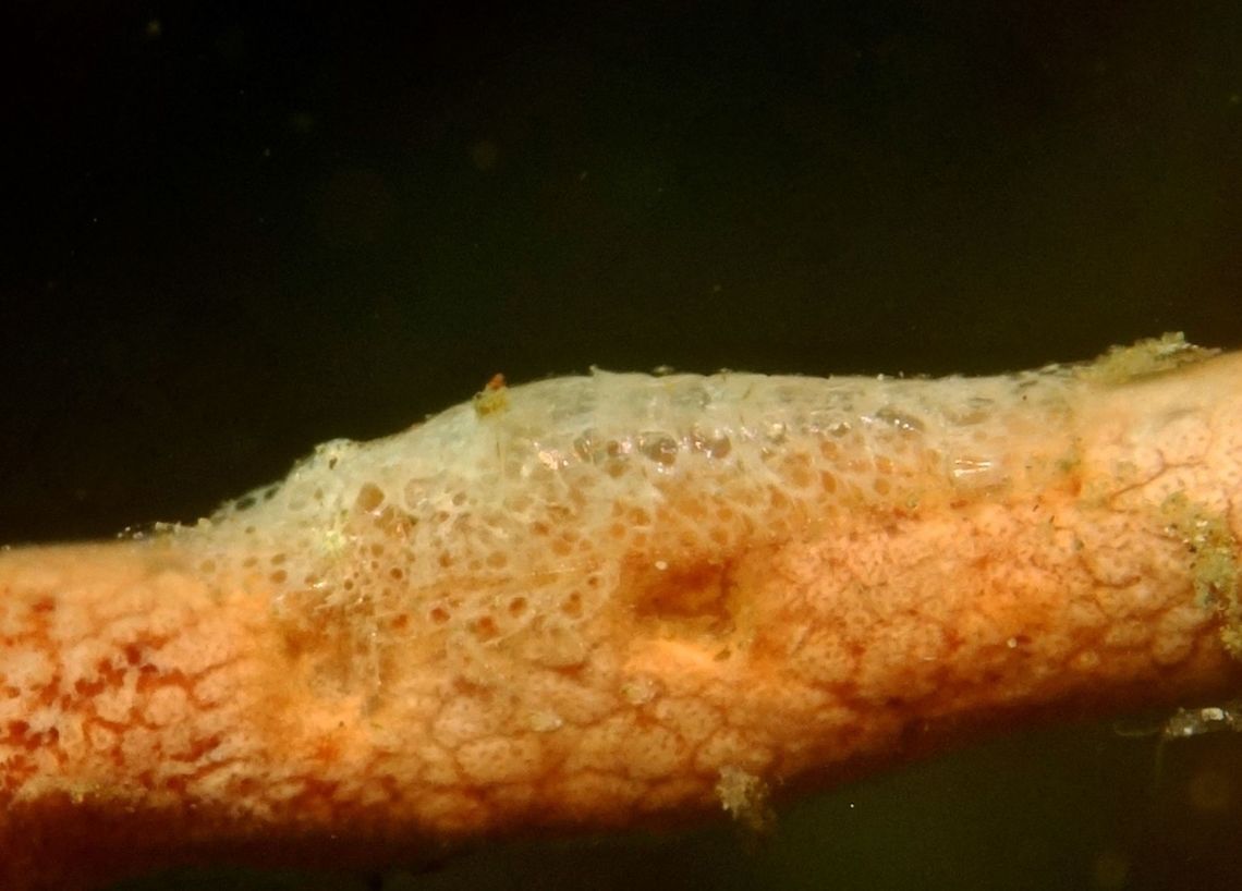 Cryptic Sponge Shrimp This Cryptic Sponge Shrimp - Gelastocaris paronae are not only small in size, usually around 1 cm, but also highly cryptic and well camouflaged on the sponge they lives on. Anilao,Cryptic Sponge Shrimp,Gelastocaris paronae,Geotagged,Philippines,Shrimp,Winter