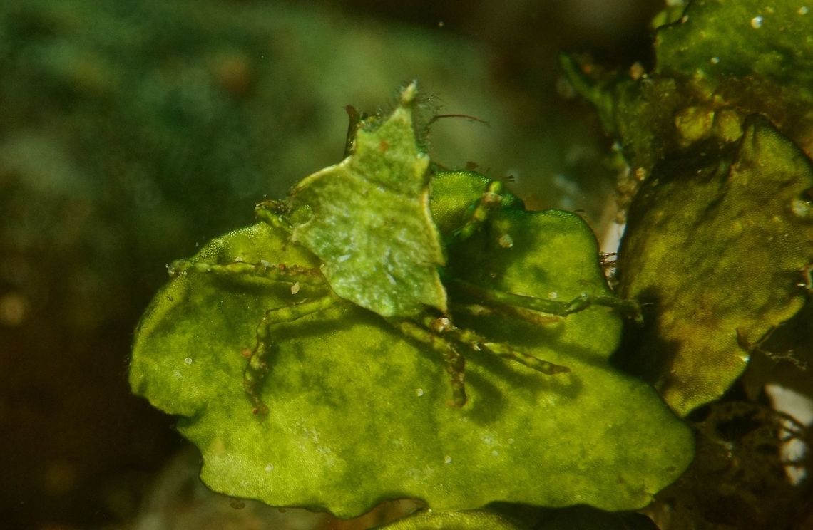 Halimeda Decorator Crab - Huenia heraldica This Halimeda Decorator Crab - Huenia heraldica are usually green in colour and sometimes yellowish, very close to the colour of the Halimeda algae they lives on.  Their camouflage and mimicry is quite amazing as they can cut small pieces of the Halimeda corals and then attached it to the pointed tip of its carapace, making them look totally like the Halimeda algae. Anilao,Arrowhead crab,Crab,Decorator Crab,Geotagged,Halimeda Decorator Crab,Huenia heraldica,Philippines,Winter