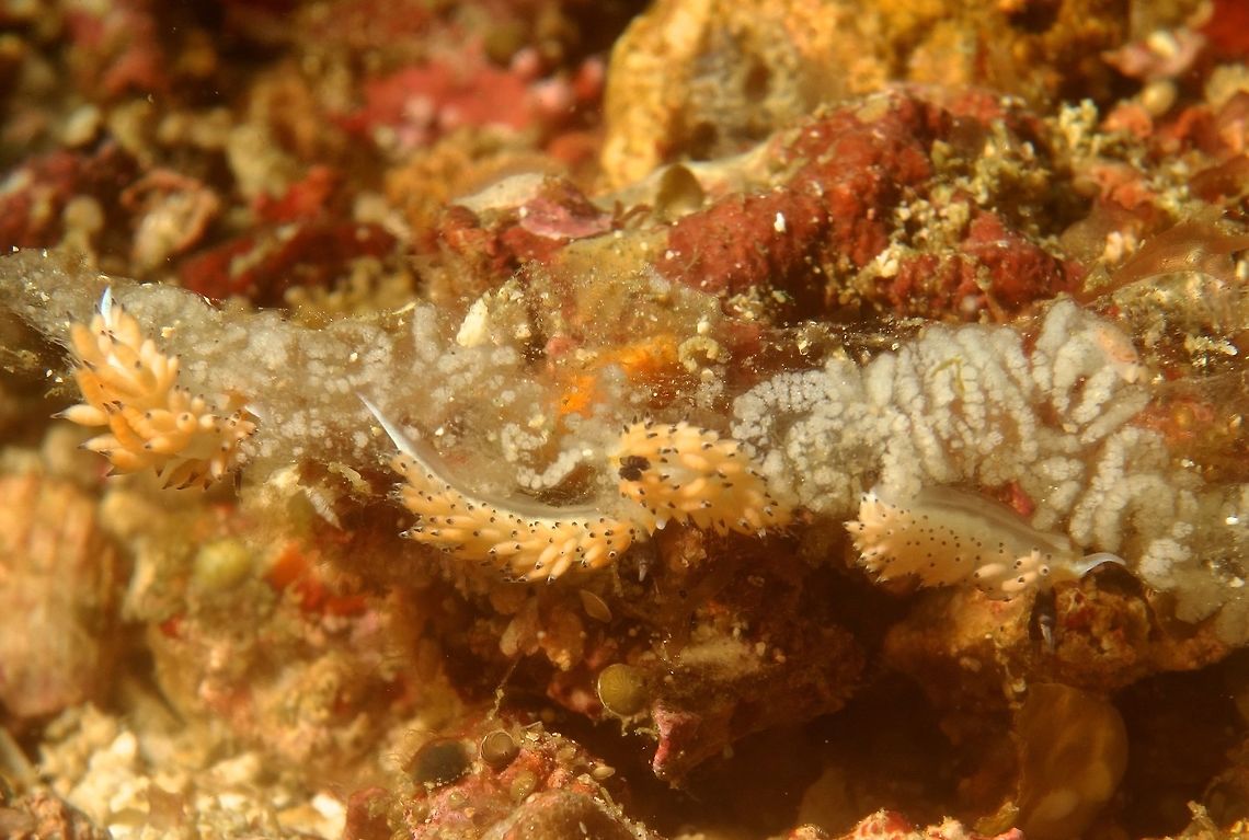 Tiger Favorinus Nudibranch - Favorinus tsuruganus This Tiger Favorinus Nudibranch - Favorinus tsuruganus are very small in size, less than 1 cm.<br />
They got the name for their yellow/orange colour and their voracious manner of feeding of the eggs of other species of Nudibranch.<br />
In this picture, there are 4 of them, feeding on the egg ribbon/mass of another nudibranch, that is that whitish stuff.  Sometimes, even while the other Nudibranch are still laying their eggs, this Tiger Favorinus can already be seen on the egg ribbons feeding. Anilao,Favorinus tsuruganus,Geotagged,Nudibranch,Philippines,Winter