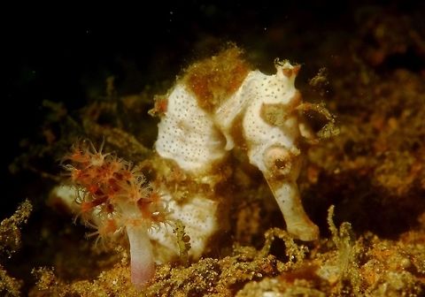 Seahorse - Hippocampus sp This is a juvenile Seahorse of the genus Hippocampus.
They can be variable in colours, depending on the substrate they have settled on and they can also change their colours over a period of time, to blend in better with their surroundings.

On the contrary to their cute and likeable looks, seahorses are one of the most lethal animal with a success rate of 90% compared to 50% of Great White Sharks, check out this article here :

http://indiancountrytodaymedianetwork.com/2014/01/02/earths-superkillers-sea-horses-152950
 Anilao,Geotagged,Hippocampus alatus,Hippocampus sp,Philippines,Seahorse,Winged seahorse,Winter