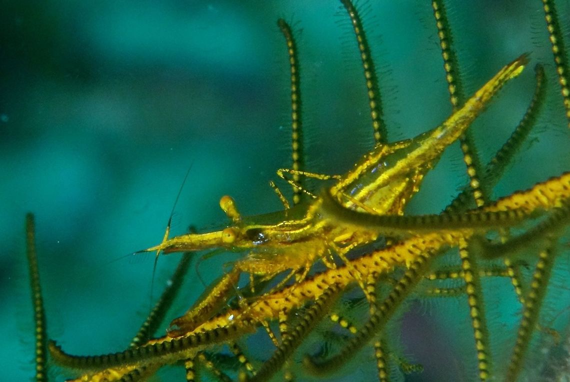 Crinoid Commensal Shrimp - Periclimenes affinis This Crinoid Commensal Shrimp - Periclimenes affinis are small and slender in size, mostly brownish/goldish colour, very well camouflaged in the Crinoid host they lives in. Anilao,Crinoid Commensal Shrimp,Fall,Geotagged,Periclimenes affinis,Philippines,Shrimp
