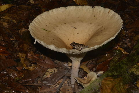 Baby Frog on a Fungus A tiny baby Frog perched on top of a cup fungus Baby,Frog,Fungus,Geotagged,Hylarana glandulosa,Malaysia,Rough-sided frog,Sarawak,Summer