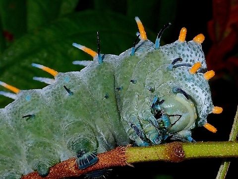 Caterpillar of Lorquin's Atlas Moth This is a close-up of the face/head of Lorquin's Caterpillar - Attacus lorquini.
They have rows of yellow and blue spines on its back and rows of black spines on its side. Atlas Moth,Attacus crameri,Attacus lorquinii,Caterpillar,Geotagged,Moth,Philippines,Quezon,Summer