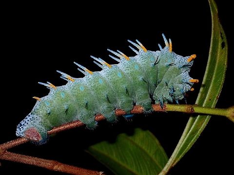 Caterpillar of Lorquin's Atlas Moth This is a Caterpillar of a Lorquin's Atlas Moth - Attacus lorquini.
They are large in size even as Caterpillars and as mature adults, they have one of the largest wing spans among Moths of up to 25 cm Attacus Moth,Attacus lorquinii,Caterpillar,Geotagged,Lorquin's Atlas Moth,Moth,Philippines,Quezon,Summer