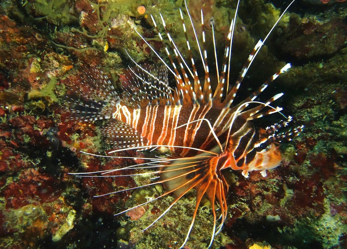 Spotfin Lionfish - Pterois antennata Spotfin Lionfish - Pterois antennata is a medium sized lionfish with interesting pectoral fins and appendages above its eyes.  The spines on the dorsal fins are venomous. Anilao,Fall,Geotagged,Lionfish,Philippines,Pterois antennata,Spotfin Lionfish