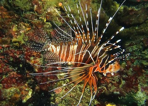 Spotfin Lionfish - Pterois antennata Spotfin Lionfish - Pterois antennata is a medium sized lionfish with interesting pectoral fins and appendages above its eyes.  The spines on the dorsal fins are venomous. Anilao,Fall,Geotagged,Lionfish,Philippines,Pterois antennata,Spotfin Lionfish