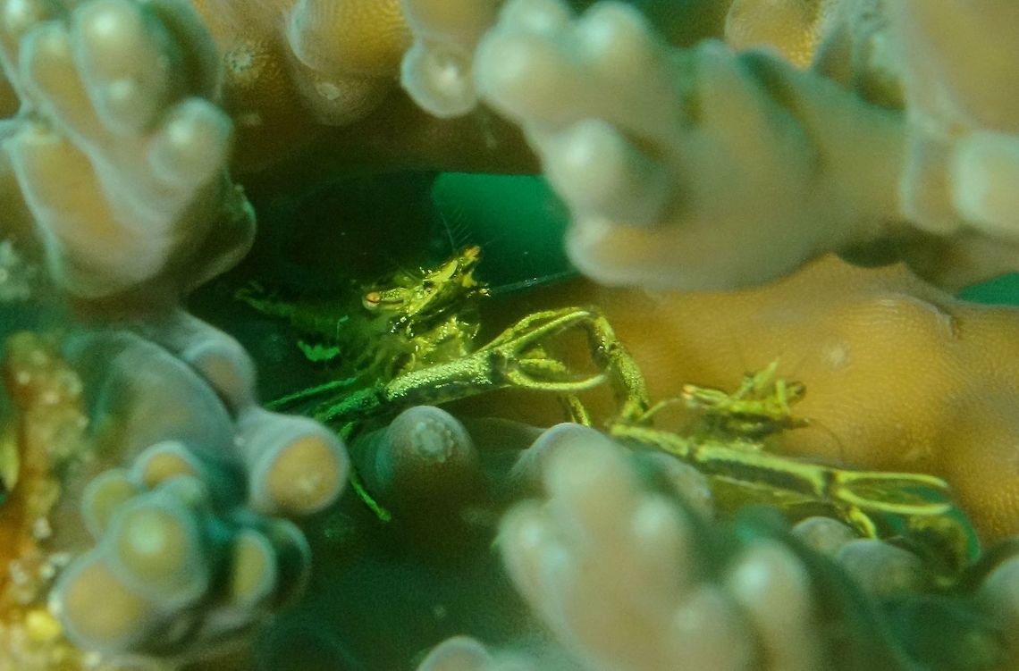 Imperial Coral Shrimps - Philarius imperialis This Imperial Coral Shrimps - Philarius imperialis are usually found in pairs.<br />
They are very small in size, around 1 cm and very difficult to take good pictures of as they lives inside the staghorn corals, making it very difficult to get good focus or even good view and the additional difficulty of getting the light on them. Fall,Geotagged,Philarius imperialis,Philippines