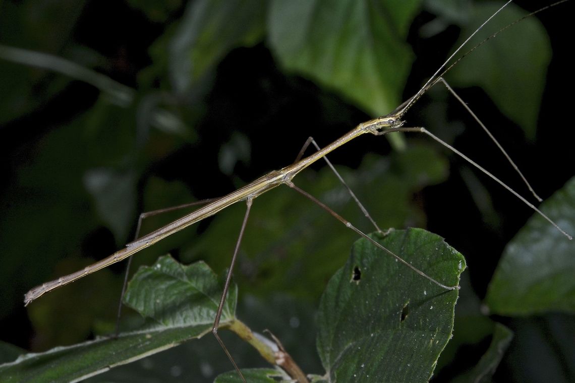 Stick Insect, Phasmid -  Rhamphosipyloidea philippa This is a male Phasmid of the species Rhamphosipyloidea philippa.<br />
<br />
Female of this species can be seen here :<br />
<br />
<figure class="photo"><a href="https://www.jungledragon.com/image/45138/stick_insect_phasmid_-_rhamphosipyloidea_philippa.html" title="Stick insect, Phasmid - Rhamphosipyloidea philippa"><img src="https://s3.amazonaws.com/media.jungledragon.com/images/2994/45138_thumb.jpg?AWSAccessKeyId=05GMT0V3GWVNE7GGM1R2&Expires=1769040010&Signature=cLo8fuQLSBSUTWE%2BDcLH7zbGucI%3D" width="102" height="152" alt="Stick insect, Phasmid - Rhamphosipyloidea philippa This is a female Phasmid of the species Rhamphosipyloidea philippa.<br />
She has lost one of her hind leg.<br />
<br />
Picture of the male of this species can be seen here :<br />
<br />
https://www.jungledragon.com/image/45137/stick_insect_phasmid_-_rhamphosipyloidea_philippa.html<br />
 Anilao,Fall,Geotagged,Phasmid,Philippines,Rhamphosipyloidea philippa,Stick Insect" /></a></figure><br />
 Anilao,Fall,Geotagged,Phasmid,Philippines,Rhamphosipyloidea philippa,Stick Insect
