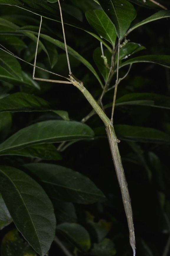 Stick insect, Phasmid - Rhamphosipyloidea philippa This is a female Phasmid of the species Rhamphosipyloidea philippa.<br />
She has lost one of her hind leg.<br />
<br />
Picture of the male of this species can be seen here :<br />
<br />
<figure class="photo"><a href="https://www.jungledragon.com/image/45137/stick_insect_phasmid_-_rhamphosipyloidea_philippa.html" title="Stick Insect, Phasmid -  Rhamphosipyloidea philippa"><img src="https://s3.amazonaws.com/media.jungledragon.com/images/2994/45137_thumb.jpg?AWSAccessKeyId=05GMT0V3GWVNE7GGM1R2&Expires=1769040010&Signature=T8lRY0JOW91xT8qQwwZohkGBOI0%3D" width="200" height="134" alt="Stick Insect, Phasmid -  Rhamphosipyloidea philippa This is a male Phasmid of the species Rhamphosipyloidea philippa.<br />
<br />
Female of this species can be seen here :<br />
<br />
https://www.jungledragon.com/image/45138/stick_insect_phasmid_-_rhamphosipyloidea_philippa.html<br />
 Anilao,Fall,Geotagged,Phasmid,Philippines,Rhamphosipyloidea philippa,Stick Insect" /></a></figure><br />
 Anilao,Fall,Geotagged,Phasmid,Philippines,Rhamphosipyloidea philippa,Stick Insect