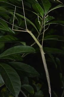 Stick insect, Phasmid - Rhamphosipyloidea philippa This is a female Phasmid of the species Rhamphosipyloidea philippa.
She has lost one of her hind leg.

Picture of the male of this species can be seen here :

https://www.jungledragon.com/image/45137/stick_insect_phasmid_-_rhamphosipyloidea_philippa.html
 Anilao,Fall,Geotagged,Phasmid,Philippines,Rhamphosipyloidea philippa,Stick Insect