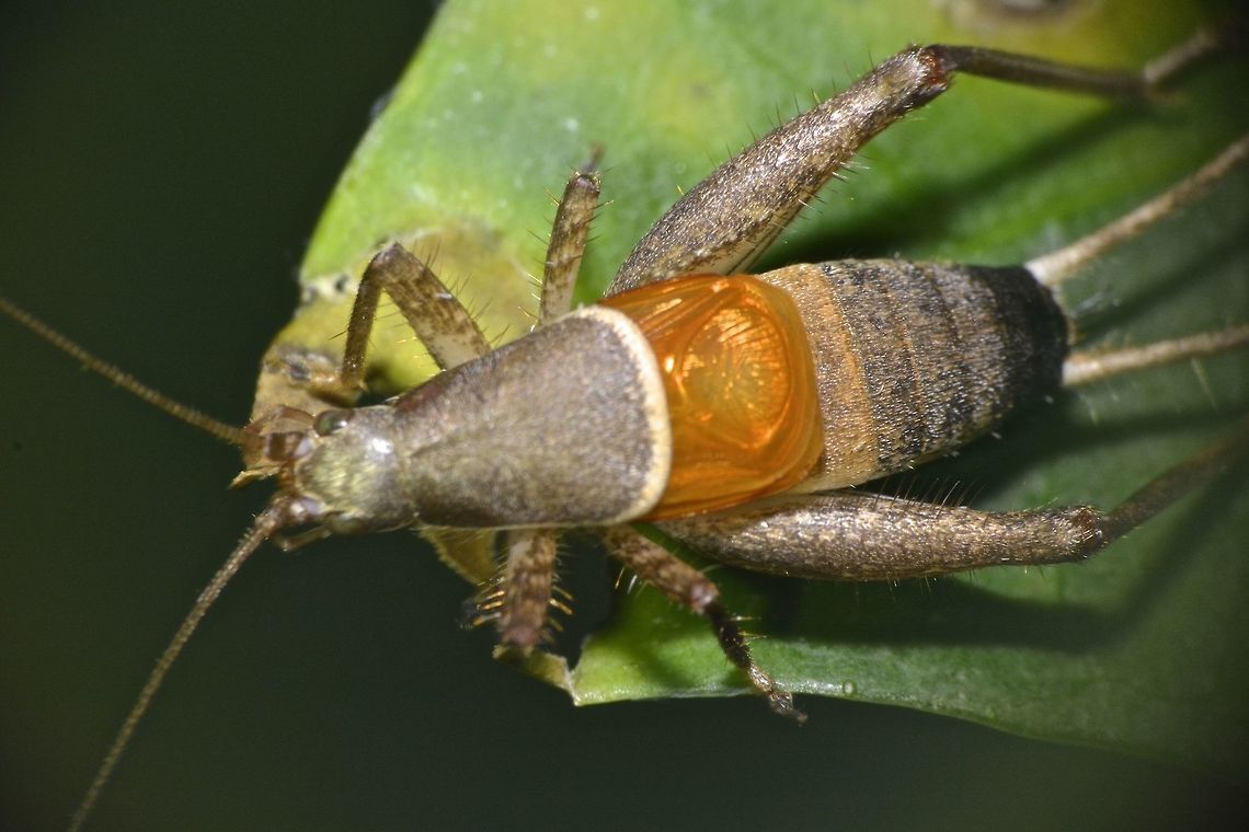 Scale Cricket - Ornebius sp  Anilao,Cricket,Fall,Geotagged,Ornebius sp,Philippines,Scale Cricket