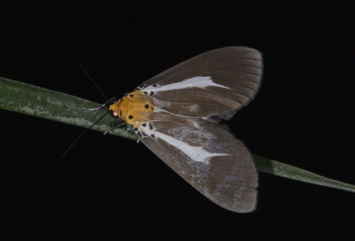 Snouted Tiger Moth - Asota heliconia philippina This is a Snouted Tiger Moth of the sub-species Asota heliconia philippina. Anilao,Asota heliconia,Asota heliconia philippina,Fall,Geotagged,Moth,Philippines,Snouted Tiger Moth