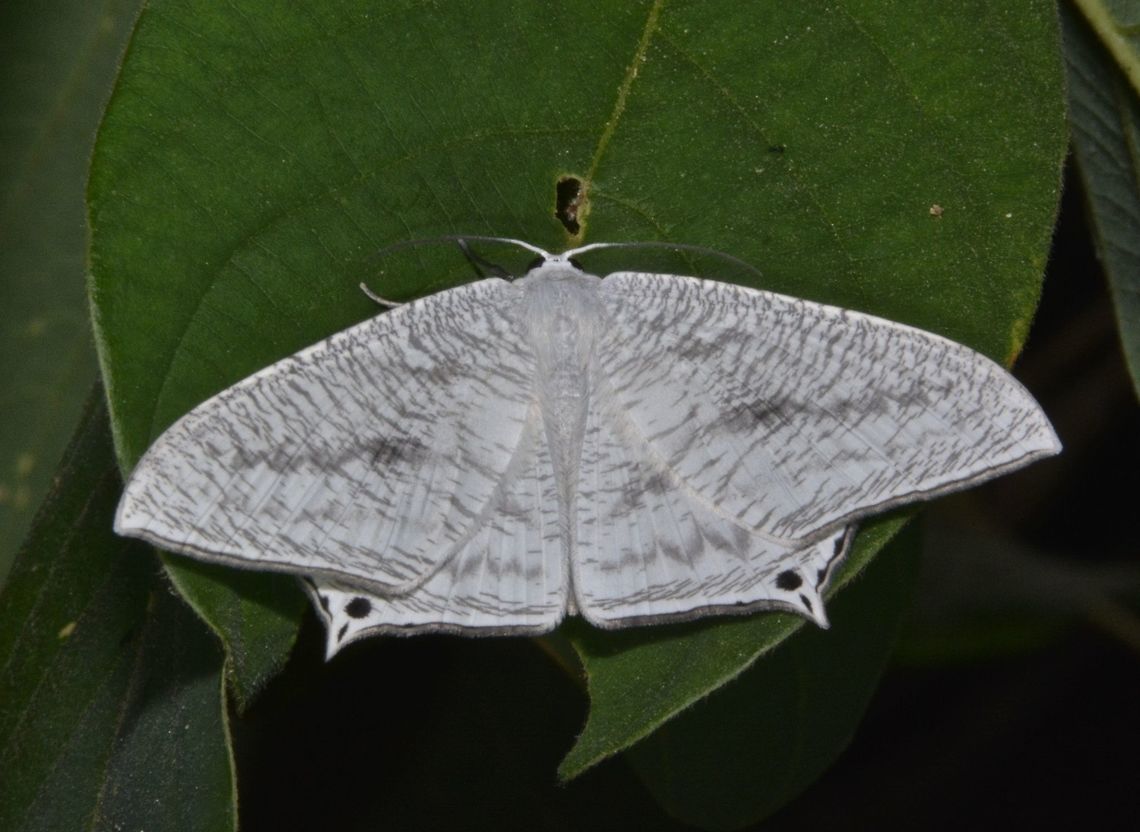 Uraniid Moth - Micronia sp This is a Uraniid Moth of the genus Micronia. Anilao,Fall,Geotagged,Micronia,Micronia sp,Moth,Philippines,Uraniid Moth