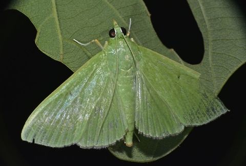 Crambid Moth - Parotis sp This is a Crambid Moth from the genus Parotis.  Could possibly be Parotis marginata but was told from friends at Philippines Lepidoptera, many online references of Parotis marginata could be wrong and best to leave the ID to genus level. Anilao,Crambid Moth,Fall,Geotagged,Moth,Parotis sp,Philippines