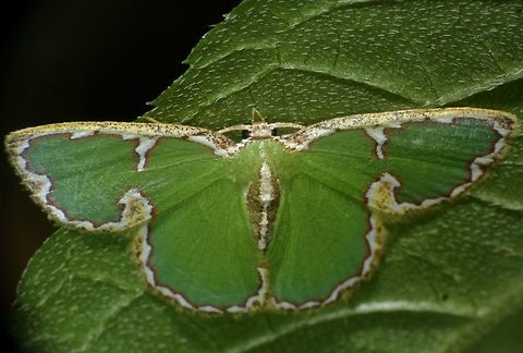Geometrid Moth - Comostola chlorargyra This is a Geometrid Moth of the species Comostola chlorargyra. Anilao,Comostola chlorargyra,Comostola chlorargyra.,Fall,Geometrid Moth,Geotagged,Moth,Philippines