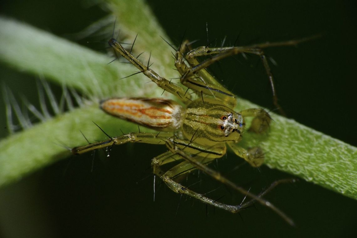 Lynx Spider - Oxyopes sp This is probably a Lynx Spider. Anilao,Fall,Geotagged,Lynx Spider,Oxyopes,Oxyopes sp,Philippines,Spider