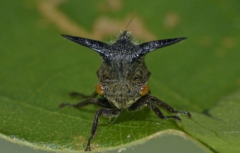 Horned TreeHopper - Membracidae This is a tiny Horned Treehopper from the family Membracidae.
It has 3 horns; 2 to the side and one to the back of its body. Anilao,Fall,Geotagged,Horend TreeHopper,Membracidae,Philippines,Treehopper