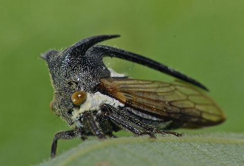 Horned Treehopper - Membracidae This is a tiny Horned Treehopper from the family Membracidae. Anilao,Fall,Geotagged,Horned Treehopper,Membracidae,Philippines,Treehopper