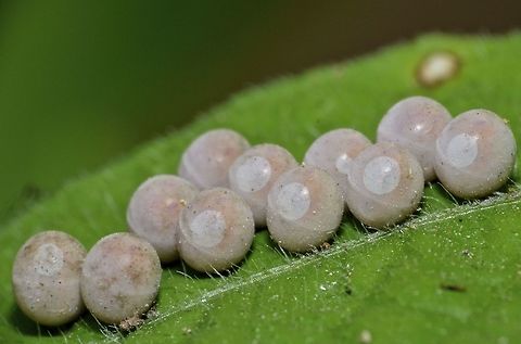 Eggs Eggs, not sure of what, probably Butterfly Anilao,Eggs,Fall,Geotagged,Philippines