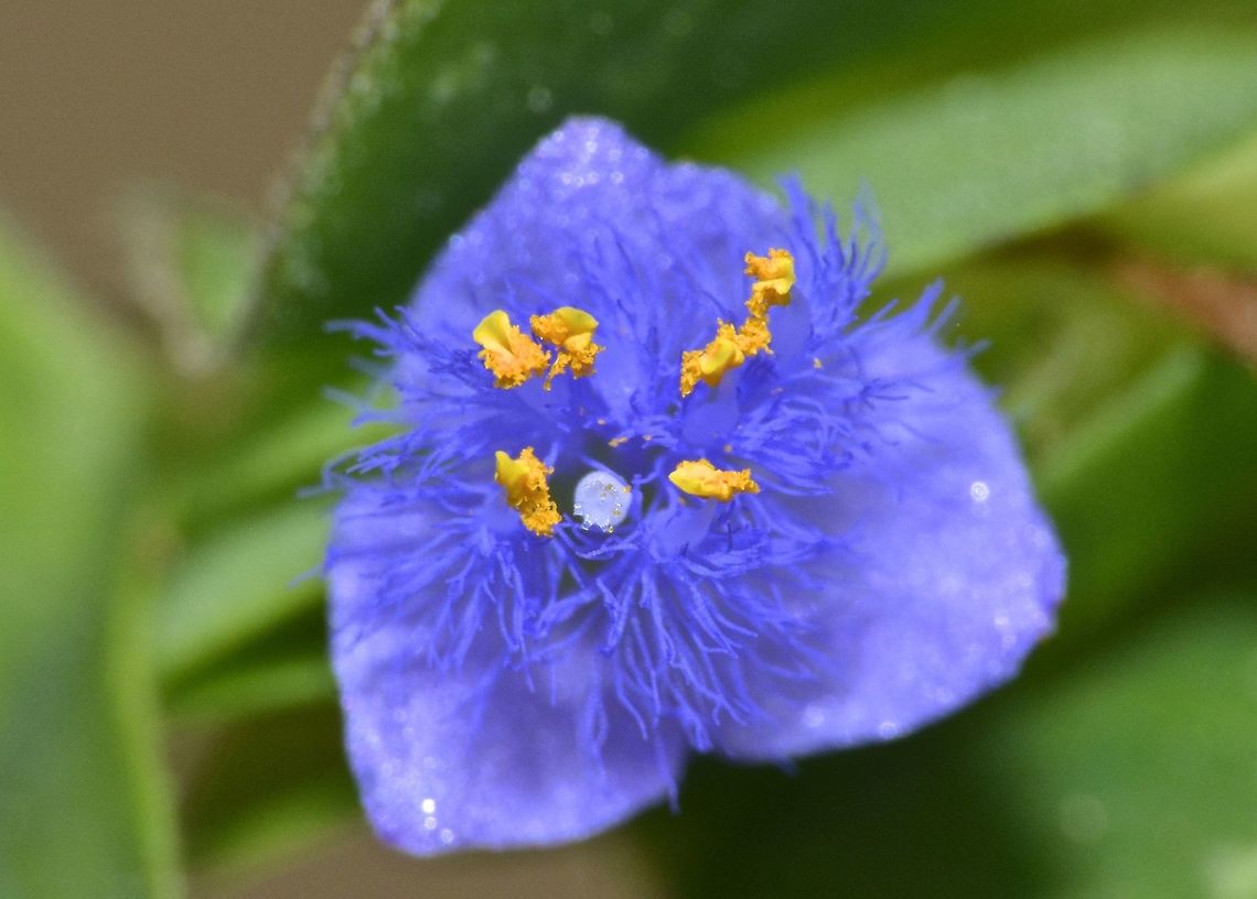 Flowers Tiny flowers of Tradescantia sp. Anilao,Fall,Flowers,Geotagged,Philippines,Tradescantia sp.