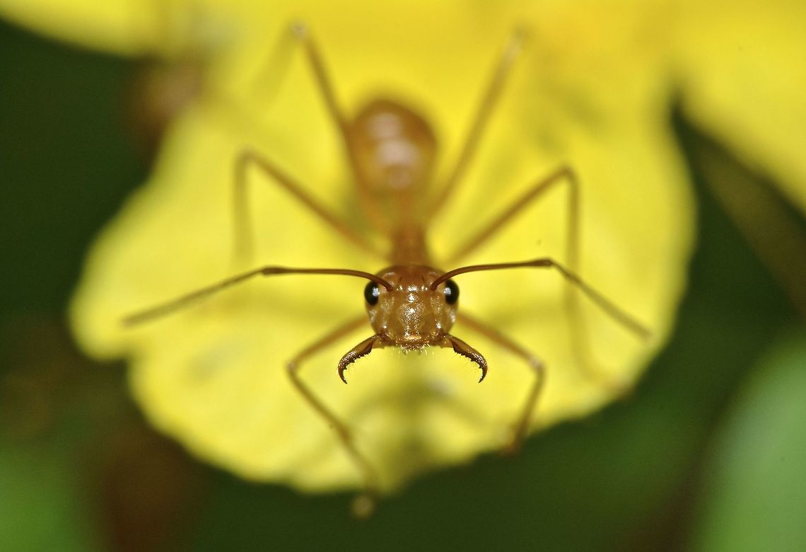 Weaver Ants Red Weaver Ants - Oecophylla smaragdina Anilao,Ants,Fall,Geotagged,Green tree ant,Oecophylla smaragdina,Philippines,Weaver Ants