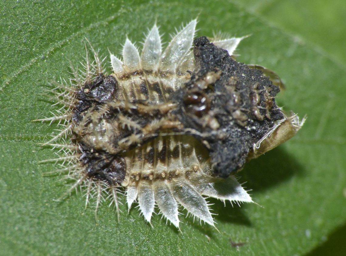 Larva or Tortoise Beetle This is most likely a Pupa or Tortoise Beetle.<br />
They are known to use their excrement to &#039;decorate&#039; themselves and have interesting appendages and protrusions. Anilao,Fall,Geotagged,Philippines,Tortoise Beetle,larva