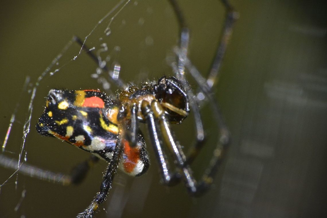 Pear-shaped Leucage Spider - Opadometa fastigata This is a Pear-shaped Leucage Spider - Opadometa fastigata.<br />
It got its name for the shape of its abdomen. Anilao,Fall,Geotagged,Leucage Spider,Opadometa fastigata,Pear-shaped Leucage Spider,Pear-shaped Leucauge,Philippines,Spider