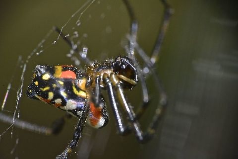 Pear-shaped Leucage Spider - Opadometa fastigata This is a Pear-shaped Leucage Spider - Opadometa fastigata.
It got its name for the shape of its abdomen. Anilao,Fall,Geotagged,Leucage Spider,Opadometa fastigata,Pear-shaped Leucage Spider,Pear-shaped Leucauge,Philippines,Spider