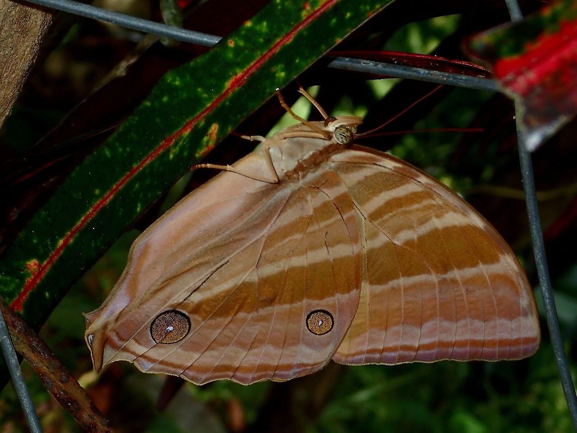 Palmking Butterfly - Amathusia phidippus pollicaris This Palmking Butterfly is of the sub-species Amathusia phidippus pollicaris Amathusia phidippus,Amathusia phidippus pollicaris,Anilao,Geotagged,Palmking,Philippines,Summer