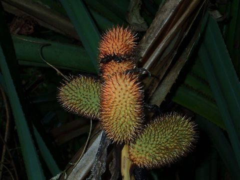 Fruit of Pandanus - Pandanus sp  Fruit,Geotagged,Pandanu,Philippines,Quezon,Summer