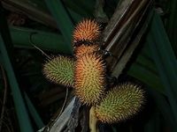 Fruit of Pandanus - Pandanus sp  Fruit,Geotagged,Pandanu,Philippines,Quezon,Summer