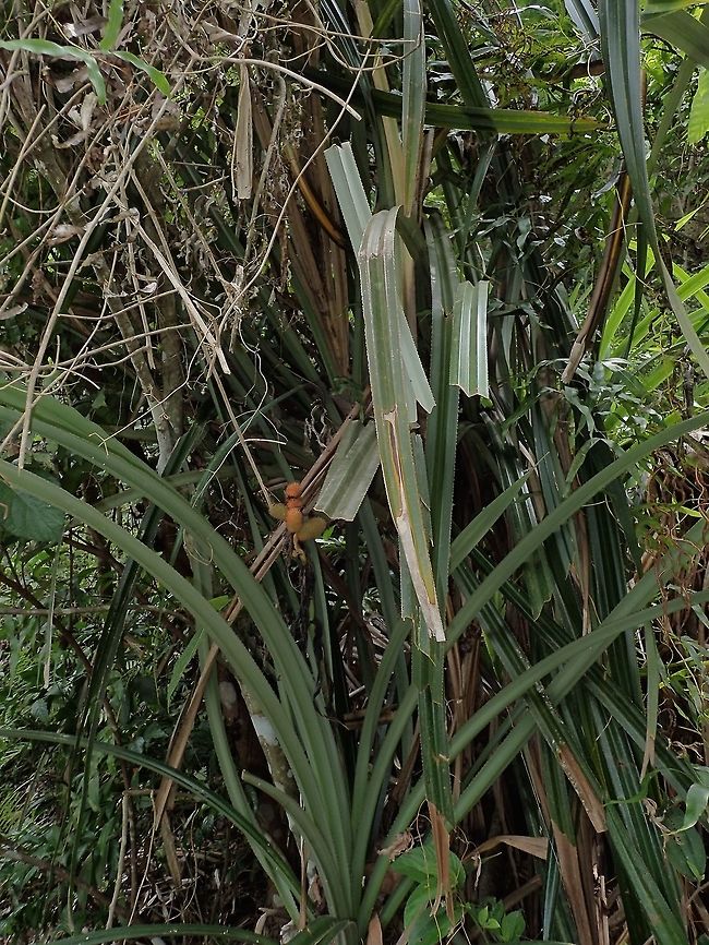 Pandanus plant - Pandanus sp This is a Pandanus tree, it has spiny leafs.<br />
The fruits can be seen in the picture, still very small.<br />
Close-up of the fruits can be seen here :<br />
<br />
<figure class="photo"><a href="https://www.jungledragon.com/image/45176/fruit_of_pandanus_-_pandanus_sp.html" title="Fruit of Pandanus - Pandanus sp"><img src="https://s3.amazonaws.com/media.jungledragon.com/images/2994/45176_thumb.jpg?AWSAccessKeyId=05GMT0V3GWVNE7GGM1R2&Expires=1770854410&Signature=VejDcCH4%2B%2FPjwQ1dv%2BfnGuV0woM%3D" width="200" height="150" alt="Fruit of Pandanus - Pandanus sp  Fruit,Geotagged,Pandanu,Philippines,Quezon,Summer" /></a></figure><br />
<br />
 Geotagged,Pandanus,Philippines,Quezon,Summer