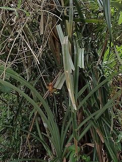 Pandanus plant - Pandanus sp This is a Pandanus tree, it has spiny leafs.
The fruits can be seen in the picture, still very small.
Close-up of the fruits can be seen here :

https://www.jungledragon.com/image/45176/fruit_of_pandanus.html

 Geotagged,Pandanus,Philippines,Quezon,Summer