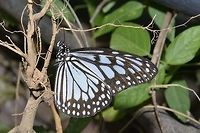 Grey Glassy Tiger This is a Grey Glassy Tiger of the sub-species Ideopsis juventa manillana Anilao,Butterfly,Fall,Geotagged,Grey Glassy Tiger,Ideopsis juventa,Ideopsis juventa manillana,Philippines,Wood Nymph