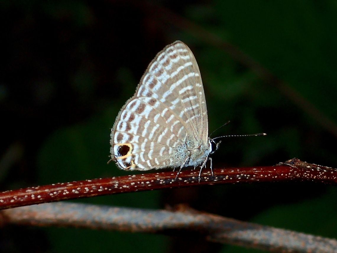 Transparent Six-Line Blue Butterfly - Nacaduba kurava kurava This is a Transparent Six-Line Blue Butterfly of the sub-species Nacaduba kurava kurava Geotagged,Nacaduba kurava,Philippines,Quezon,Summer,Transparent Six-line Blue