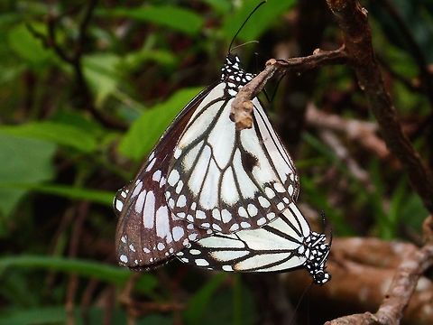 Seeing Double or just having fun? This is a pair of White Tiger butterflies of the sub-species Danaus melanippus edmondii Danaus melanippus edmondii,Geotagged,Philippines,Philippines White Tiger,Quezon,Summer,White Tiger,White Tiger Butterfly